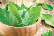 فوائد ورق الغار